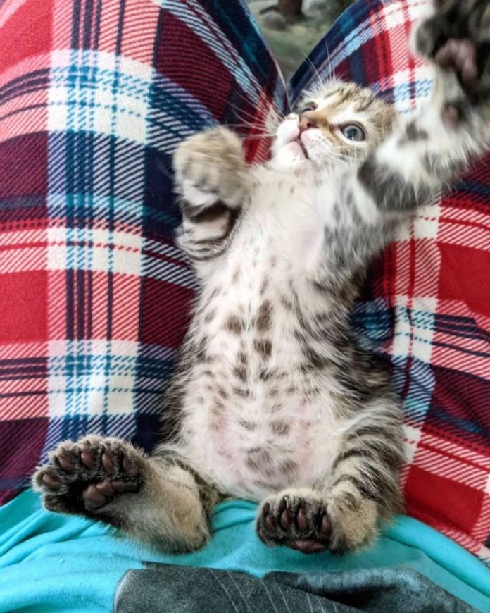Без кота и жизнь не та