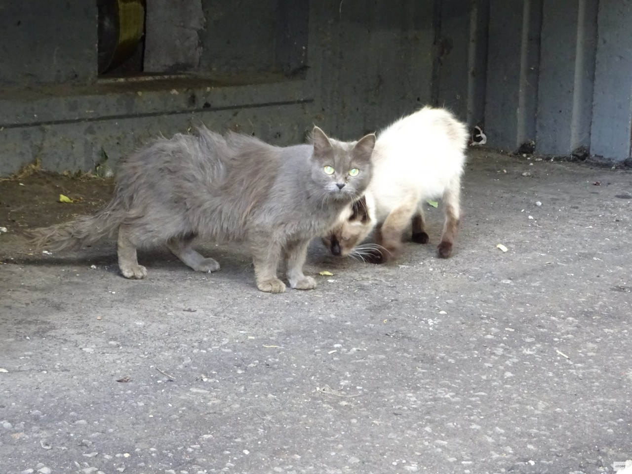 В Саранске заживо замуровали кошку с котенком