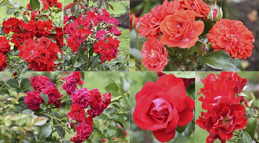 Красные розы для вашего сада: самые яркие, самые устойчивые и зимостойкие дача,сад и огород,цветоводство