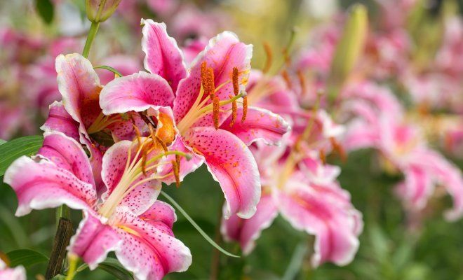 : Pink Asiatic lily flower in the garden