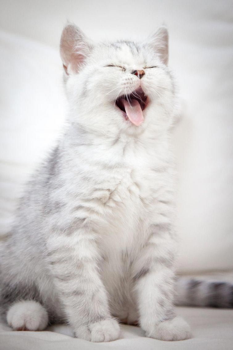 "Чувак, язык! Он не помещается у меня во рту!" кошки, палки, ёлки