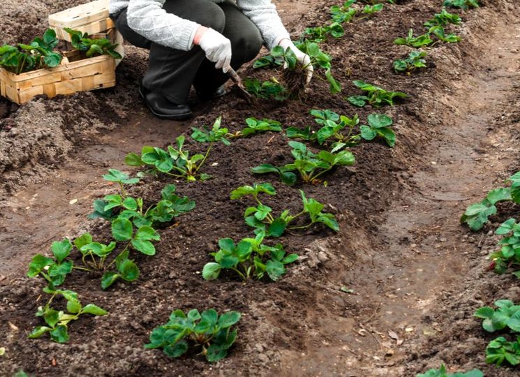 Результат пошуку зображень за запитом Чем можно подкормить клубнику осенью "