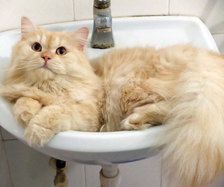 Кот, который обожает принимать душ