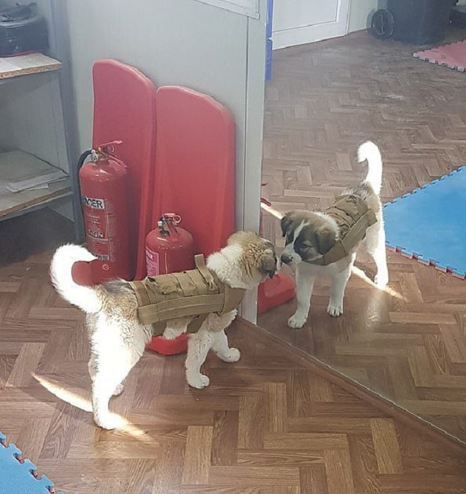 Британский солдат, спасший щенка из-под рухнувшего здания, встретился с ним только через семь месяцев