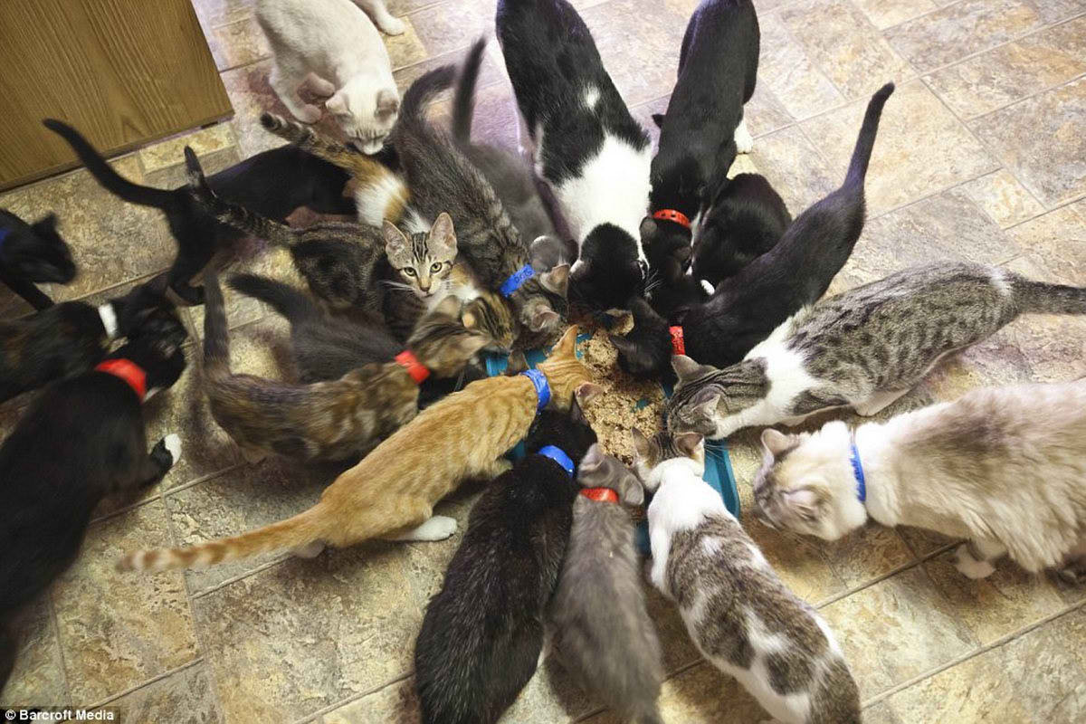 Самый большой приют для кошек и собак