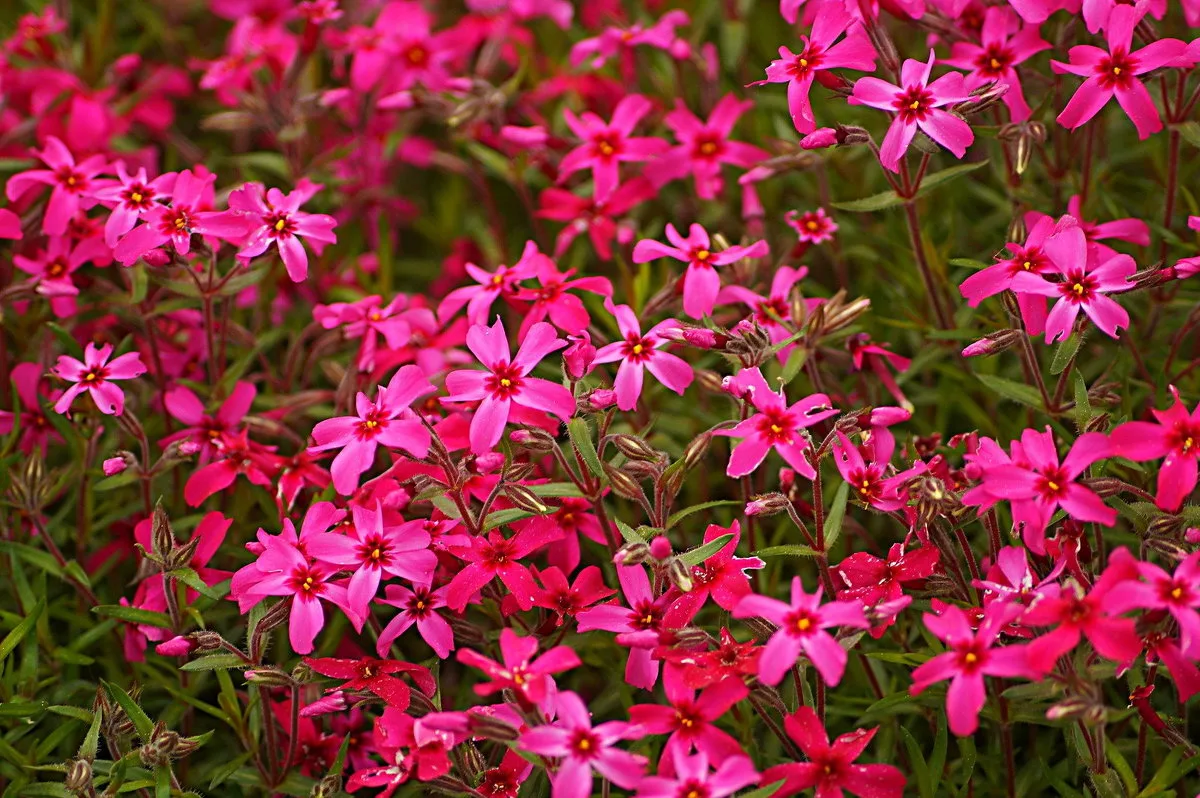 Шиловидный флокс фото и названия. Флокс шиловидный. Флокс шиловидный (Phlox subulata). Флокс шиловидный ред Вингз. Флокс шиловидный ред Вингс.