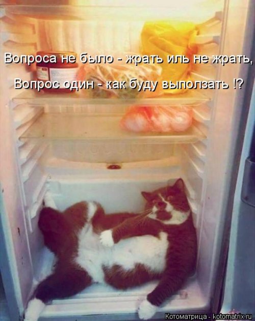 Свежая котоматрица для всех Свежая котоматрица для всех смешные картинки
