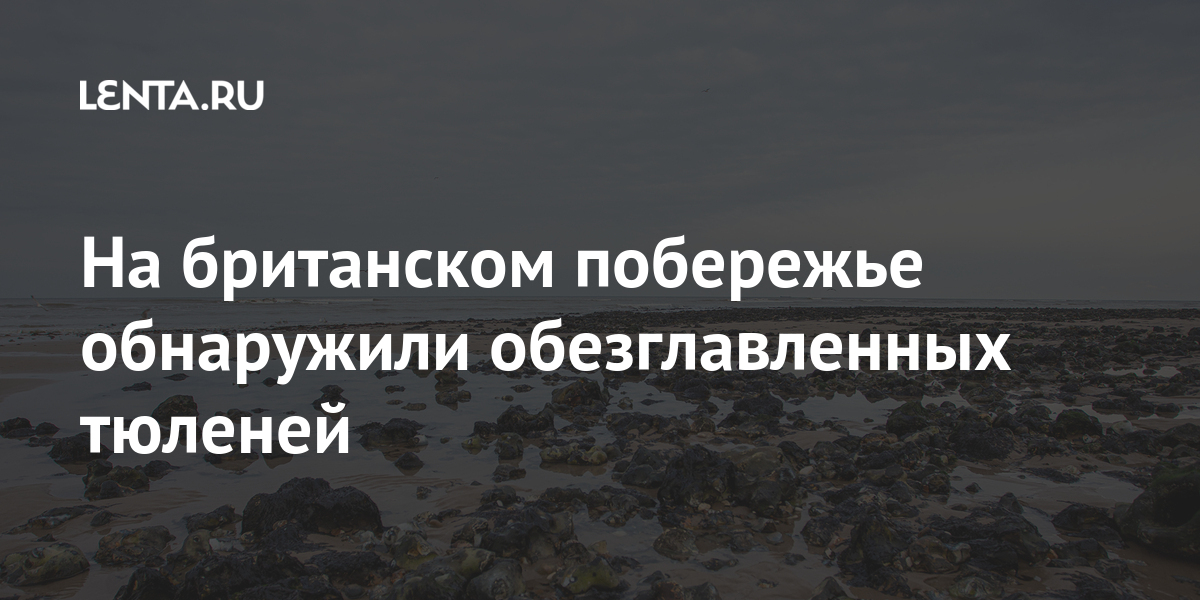 На британском побережье обнаружили обезглавленных тюленей Из жизни