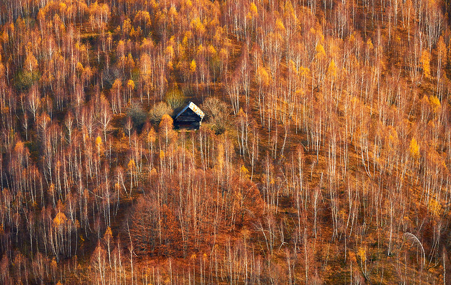 осень лес