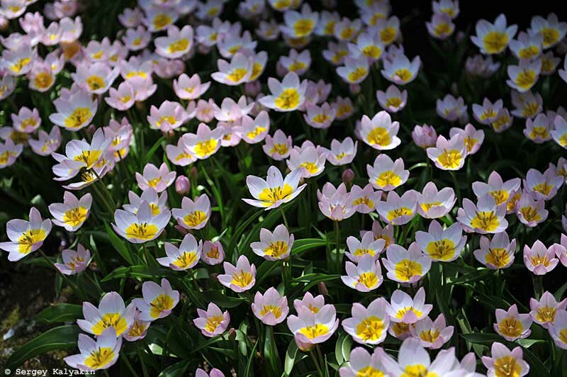 5 неприхотливых тюльпанов - выкапывать не нужно Тюльпан, около, более, первой, Lilac, лепестка, Бейкера, довольно, пятном, цветок, длиной, желтым, декады, цветения, высотой, Цветение, растения, течение, основания, конца