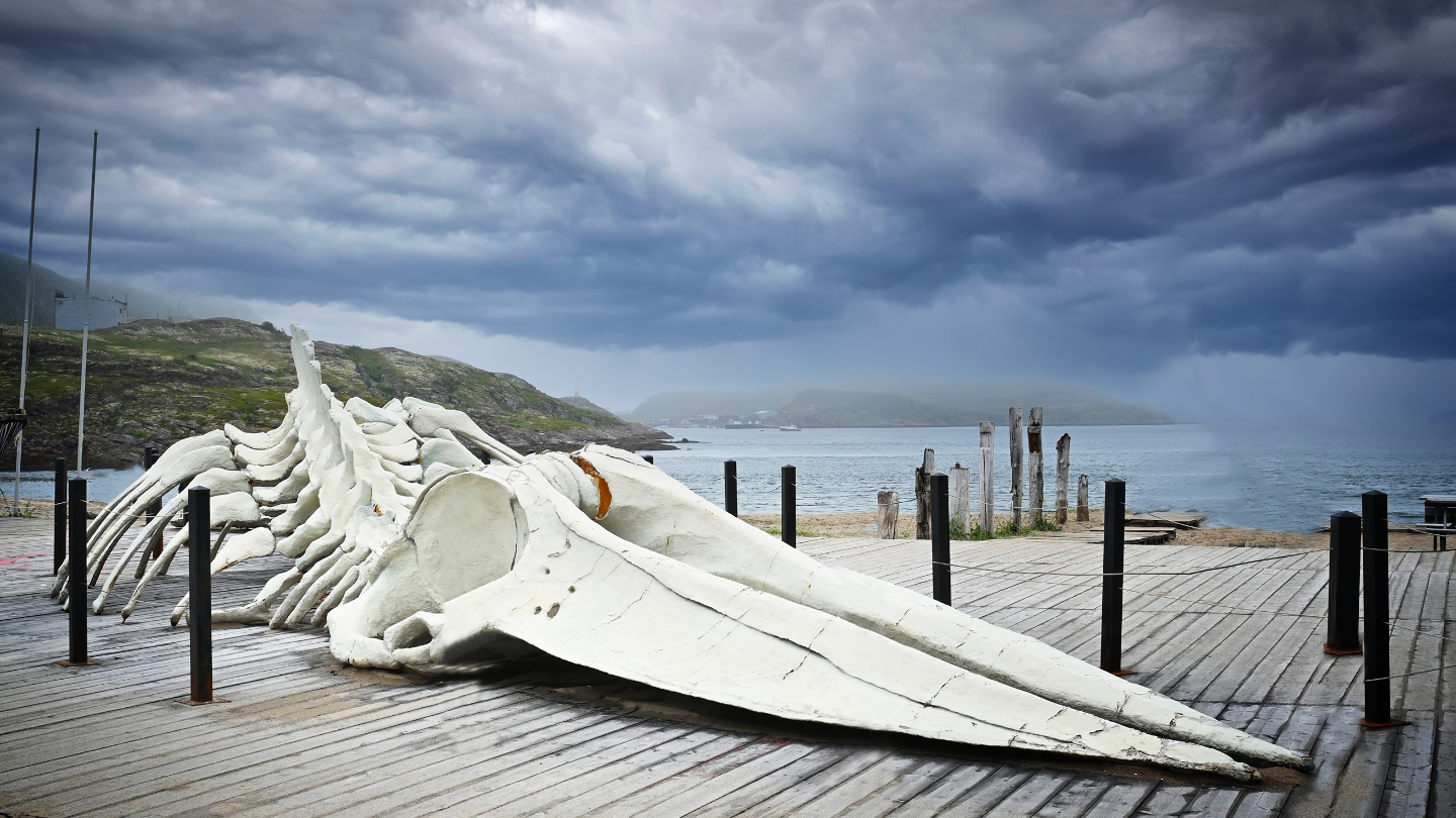 Териберка: что стоит сделать в этом селе Мурманской области можно, здесь, Териберке, Териберка, местных, увидеть, всего, полюбоваться, динозавров», Териберки, время, места, летом, северным, Териберку, которые, поймать, здание, самостоятельно, займет