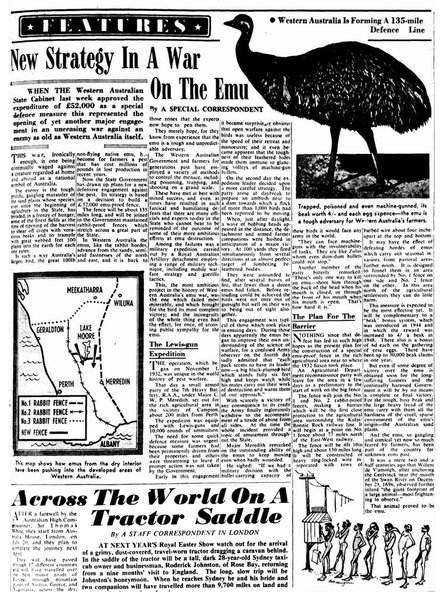 Война против страусов: самое обидное поражение в истории Австралия,история,страусы