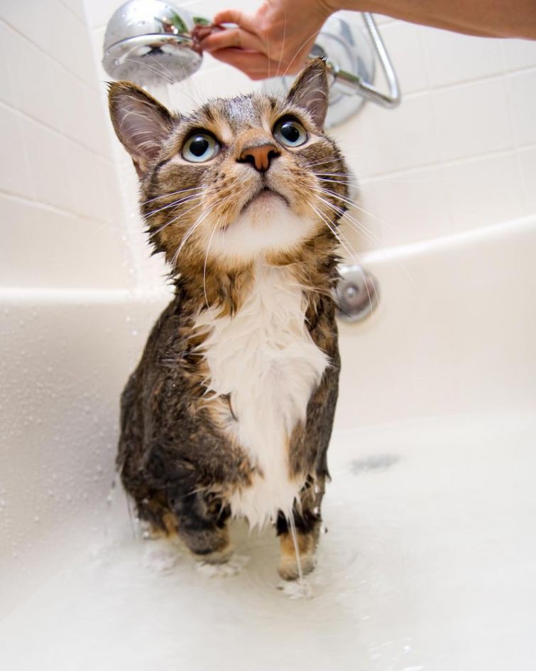 "Сломанные" коты, которые обожают воду вода, купаться, мыться