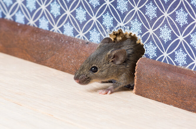 Как понять, что в вашем доме есть мыши: 6 признаков могут, мышей, всего, в доме, может, можно, много, особенно, запах, место, продукты, мускусный, грызуны, между, также, вместе, рядом, продуктами, материал, помёт