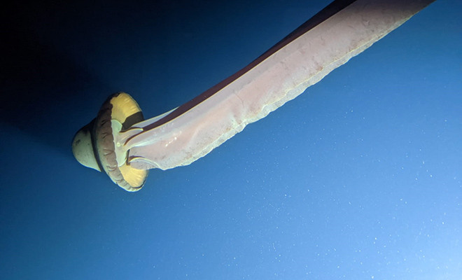 Батискаф исследовал океан на глубине километр, когда камеру закрыло черное создание длиной 10 метров: видео медузы, Stygiomedusa, видео, gigantea, около, полоса, может, однако, темноте, светиться, только, метров, глубину, стороной, погружаться, Считается, Ледовитый, Северный, поэтому, встречается