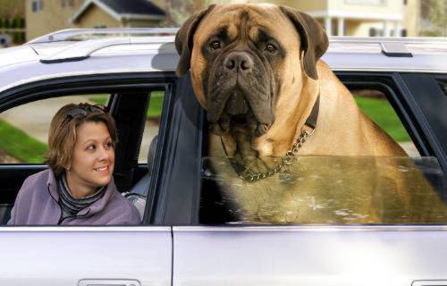 7. Зорба-де-ла-Суза – крупнейшая собака в Мире. Этот английский мастиф в 8 лет весил 155 кг.