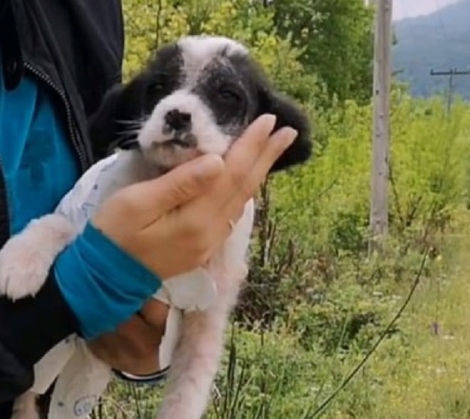 Щенок дрожал и прятался в зарослях кустарника, но вдруг чьи-то руки подняли его Щенок дрожал и прятался в зарослях кустарника, но вдруг чьи-то руки подняли его