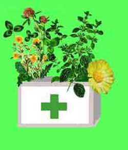Лекарственные растения в рецептах от атеросклероза