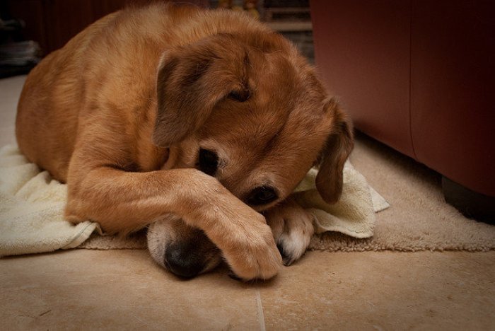33 способа вывести запах собаки из квартиры запах, собаку, собаки, питомца, средства, участок, запаха, можно, квартире, неприятный, использовать, также, через, шерсти, может, шерсть, после, запахов, только, следует