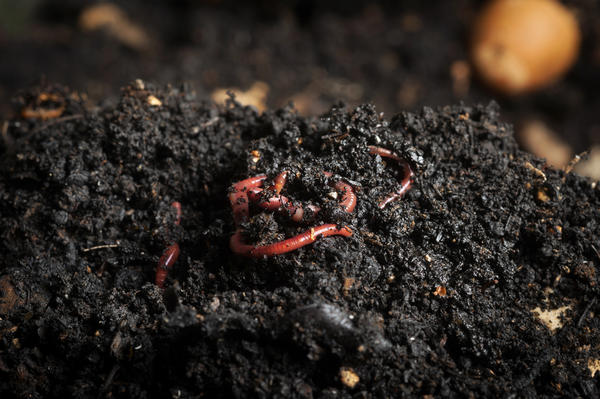 Пройдя все пищевые цепочки почвы, органика превратится в гумус.