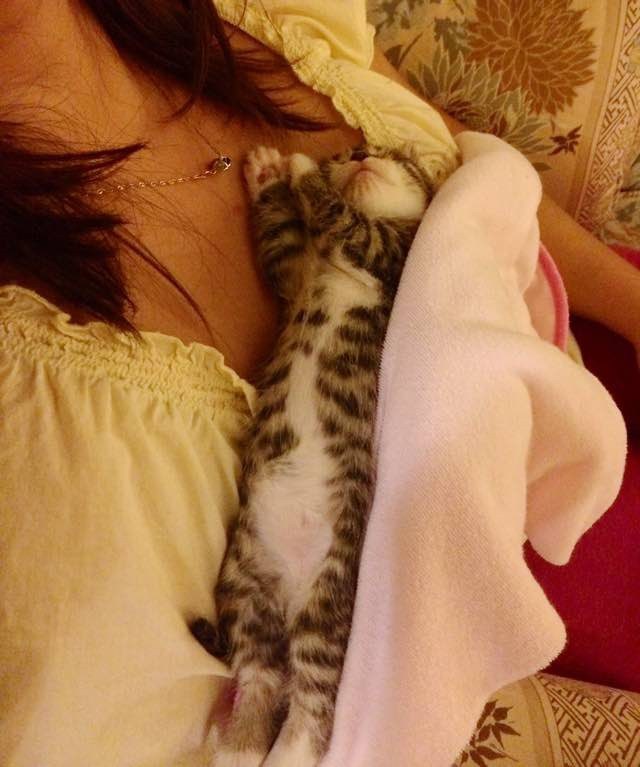 спасенный котенок любит обниматься 