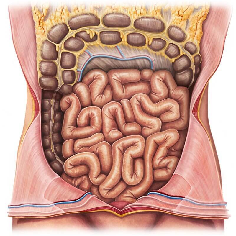 Тонкий кишечник: Как поддержать здоровье одного из самых таинственных органов можно, тонкого, кишечник, кишечника, этого, очень, время, которые, тонкий, нужно, пищеварения, кишечнике, который, потому, через, помощью, тонком, может, много, также