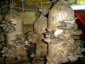 как выращивают грибы вешенки в промышленных масштабах