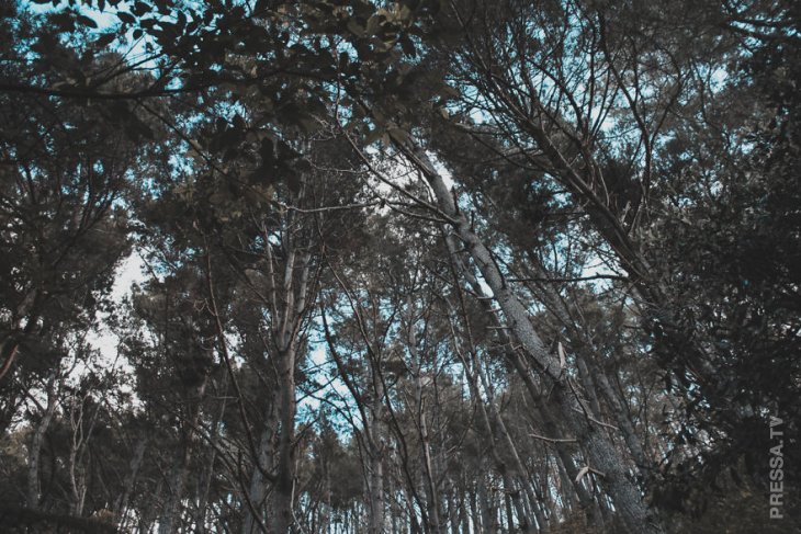 Волшебная земля Коромандель. Я мог бы жить здесь вечно Волшебная земля Коромандель. Я мог бы жить здесь вечно воспоминания, новая зеландия, путешествия