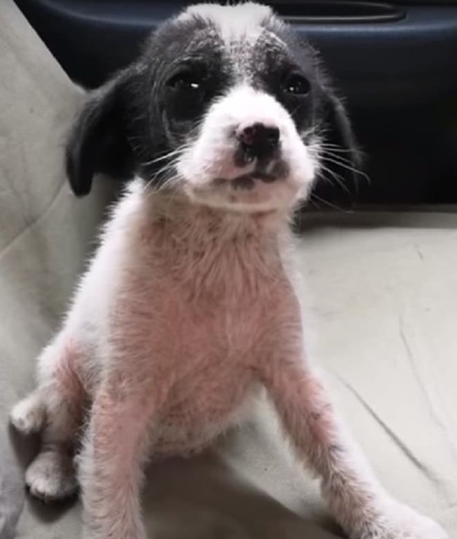 Щенок дрожал и прятался в зарослях кустарника, но вдруг чьи-то руки подняли его Щенок дрожал и прятался в зарослях кустарника, но вдруг чьи-то руки подняли его