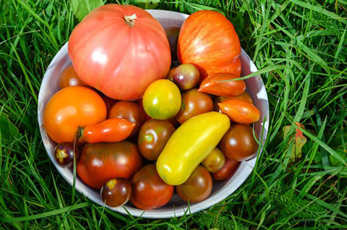 Почему помидоры считались ядовитыми и греховными, и Как удалось избавиться от этих суеверий Почему помидоры считались ядовитыми и греховными, и Как удалось избавиться от этих суеверий жизнь