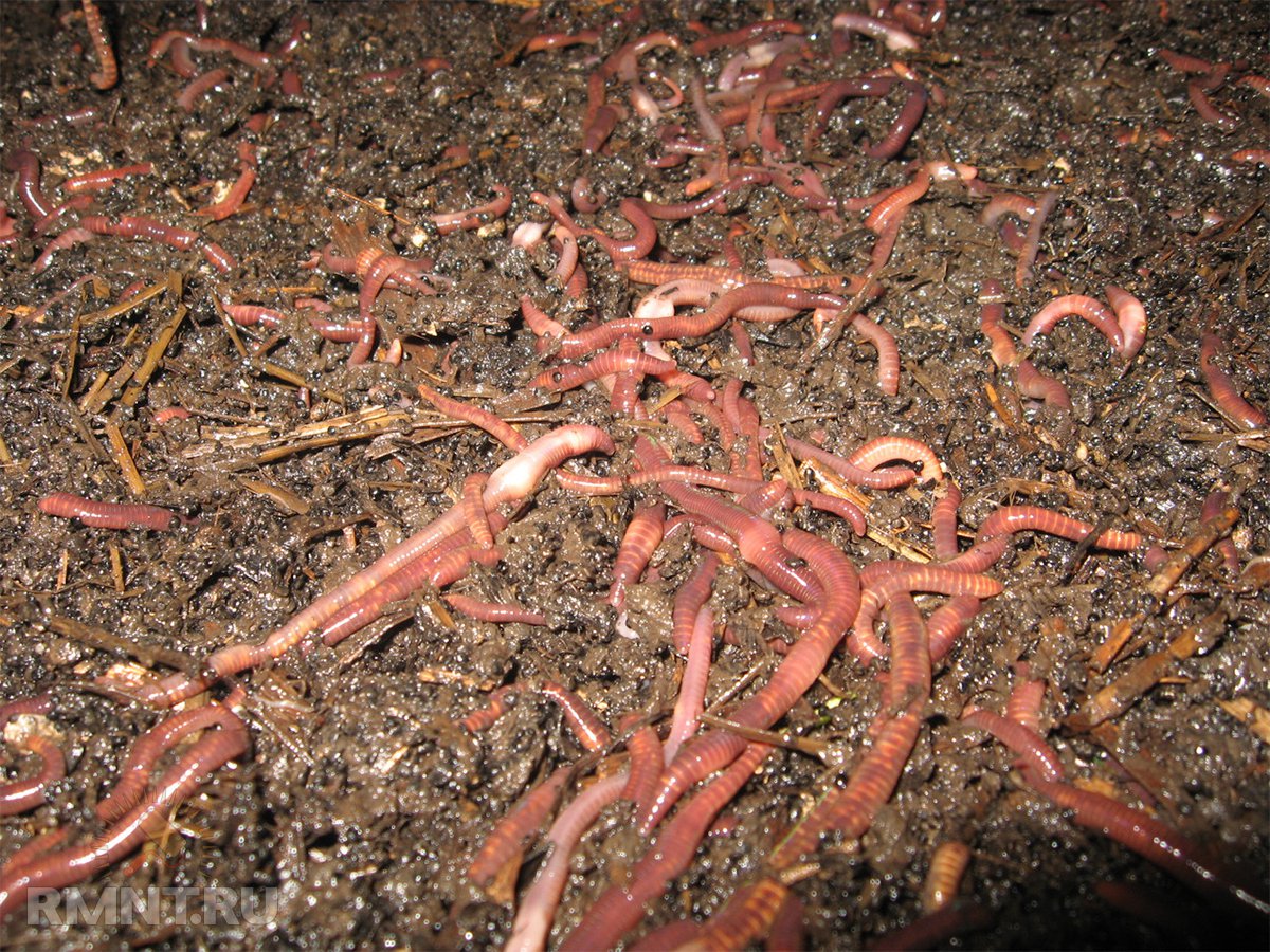 Домашняя ферма по разведению червей червей, черви, можно, просто, биогумус, будут, влажность, очень, маточное, поголовье, отходы, выращивать, быстро, чтобы, будет, калифорнийского, точно, сбора, жизнедеятельности, отверстия