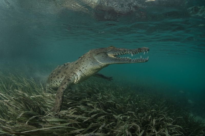 Водный мир акула, водный мир, кит, крокодил, медуза, морж, морской конек