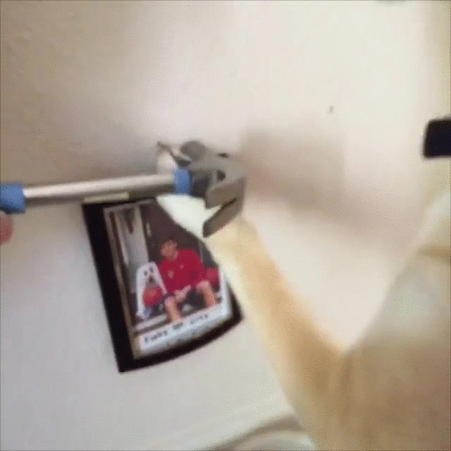 15 вещей, которые случатся с каждым, кто заведет себе собаку 15 вещей, которые случатся с каждым, кто заведет себе собаку