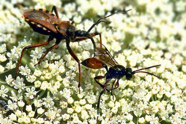 Хищнецы (лат. Reduviidae) (англ. Assassin Bugs)