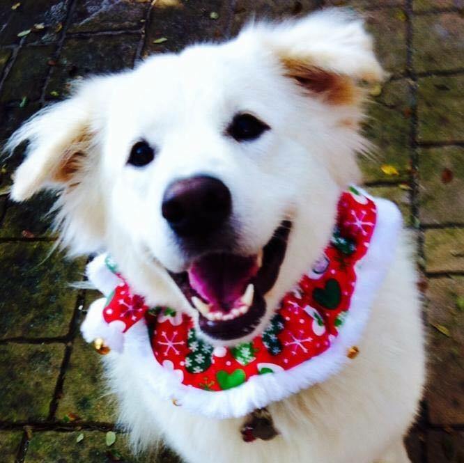 A Pyrenean Christmas | Great Pyrenees Holiday Photos 2017