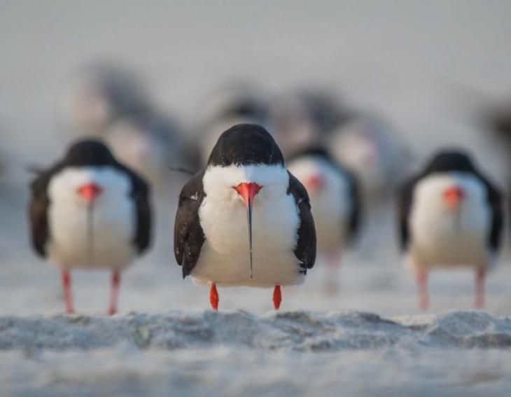 Самые смешные фотографии дикой природы 2018, Comedy Wildlife Photo Awards