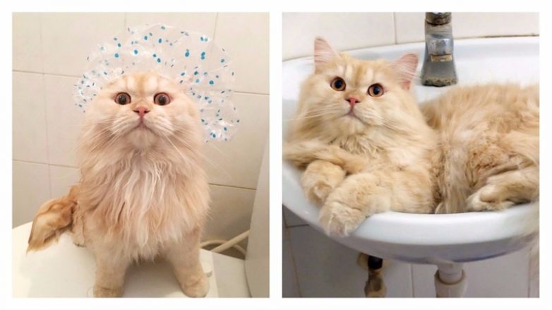 Кот, который обожает принимать душ