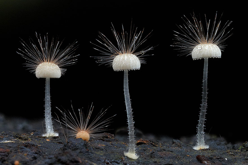 18. Hairy mycena Мицена волосистая. грибы, интересное, фото