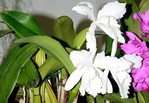 Каттлея (Cattleya) Каттлея (Cattleya)
