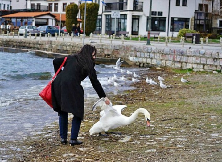 лебедь погиб после того как с ним сделали селфи 