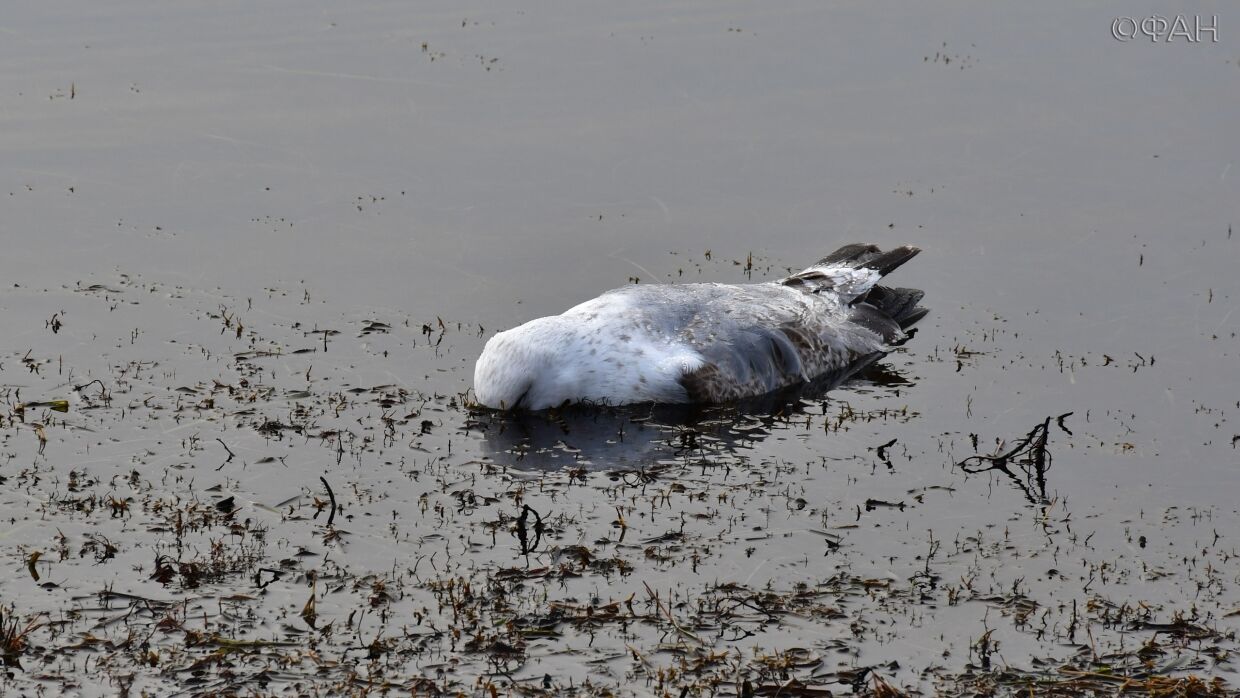Крымчане сообщили о гибели диких птиц у берегов Керчи