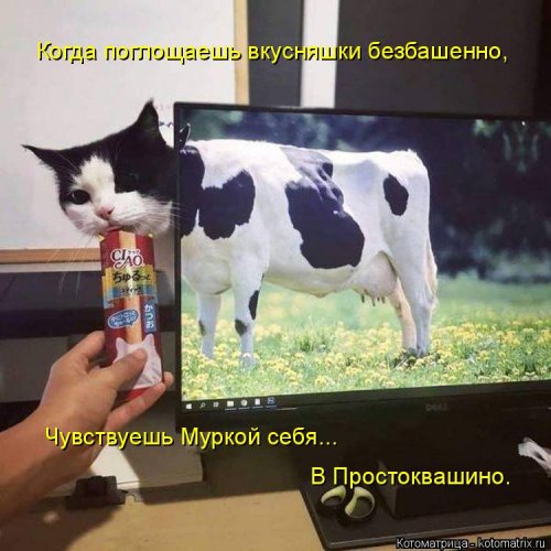 Свежая котоматрица для всех  смешные картинки