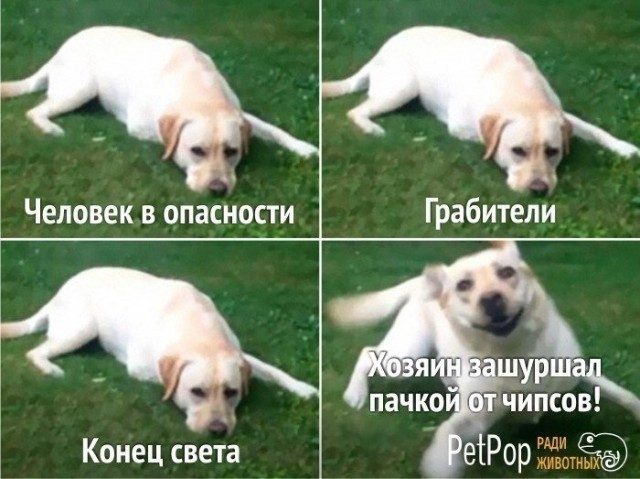 Позитив и хорошее настроение в забавных картинках и фотках! Позитив и хорошее настроение в забавных картинках и фотках!