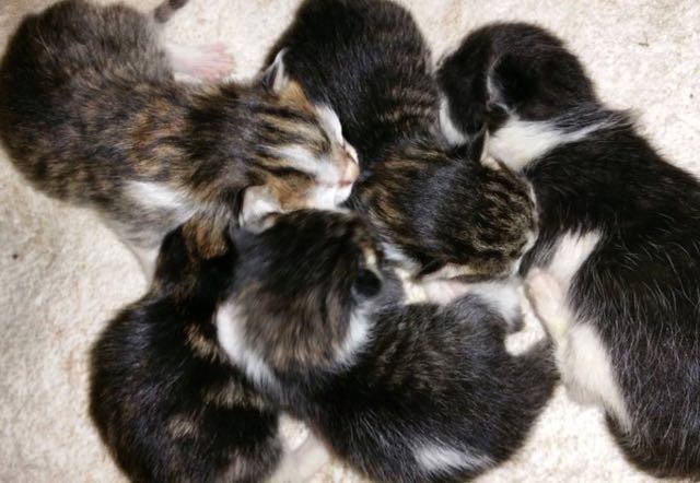 спасенный котенок любит обниматься