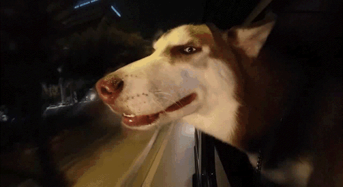 Подборка позитивных и веселых гифок Подборка позитивных и веселых гифок