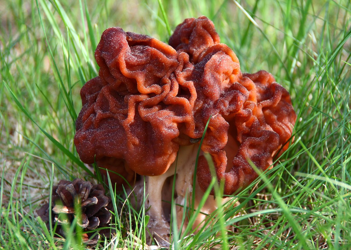 Весенние грибы сморчки и строчки фото