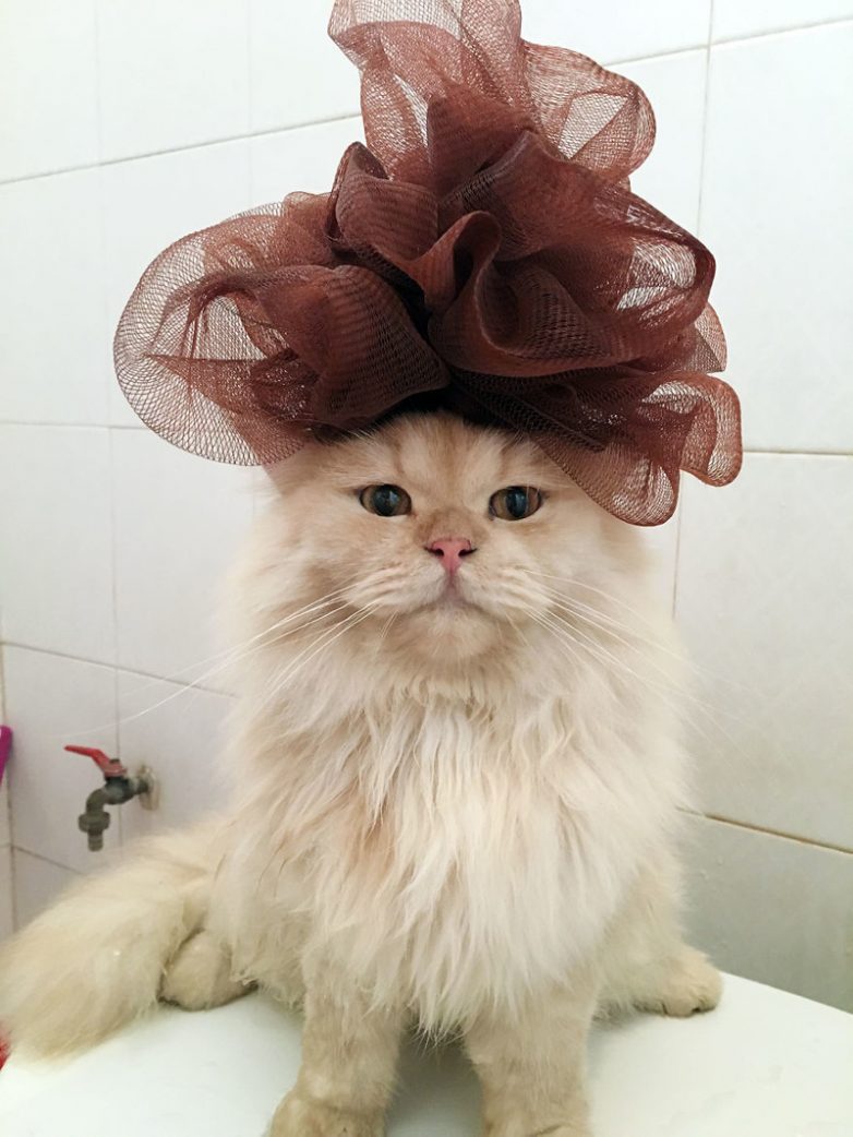 Кот, который обожает принимать душ