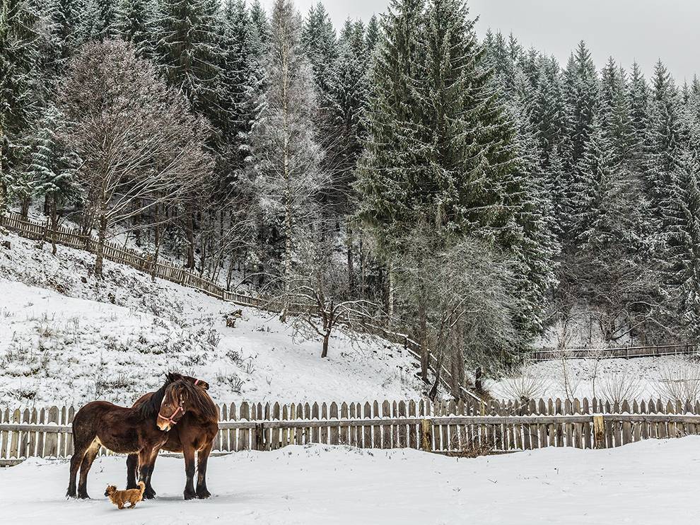 Подборка лучших фотографий, опубликованных журналом National Geographic в феврале 2016 года