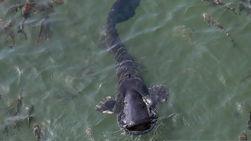 Записки Колорадского Таракана. Радиоактивная рыба как причина разумности украинцев украина