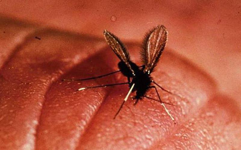 10 паразитов, которых следует опасаться летом